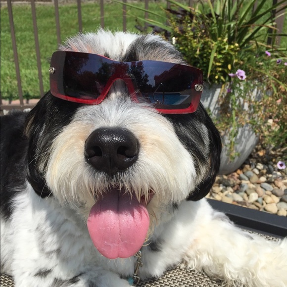 Meet your Posher, Zsa zsa - Picture 1 of 1